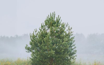 Meteo aprilie: Cum va fi vremea în Mid-Michigan, SUA? Prognoza zilei