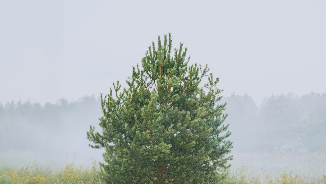 Meteo aprilie: Cum va fi vremea în Mid-Michigan, SUA? Prognoza zilei