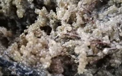 Șalău, comoara Razim–Sinoie: S-a încheiat sezonul de eliberare a icrelor