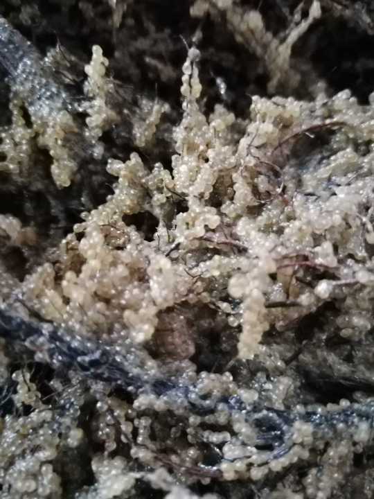 Șalău, comoara Razim–Sinoie: S-a încheiat sezonul de eliberare a icrelor