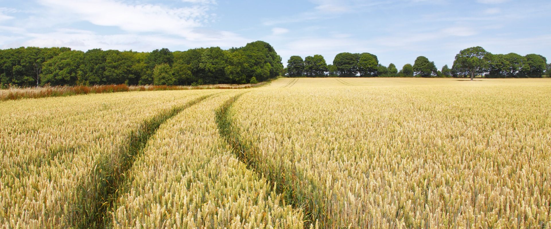 Agricultorii din Republica Moldova, sprijiniți în 2026: Ce ajutoare primesc