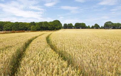 Agricultorii din Republica Moldova, sprijiniți în 2026: Ce ajutoare primesc