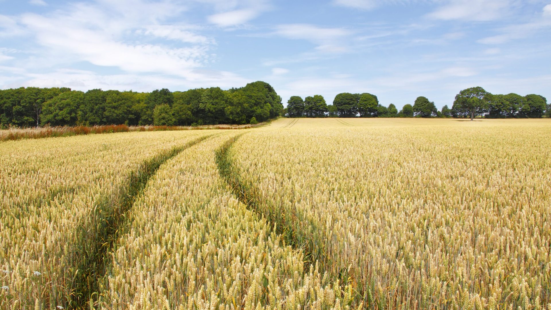 Agricultorii din Republica Moldova, sprijiniți în 2026: Ce ajutoare primesc