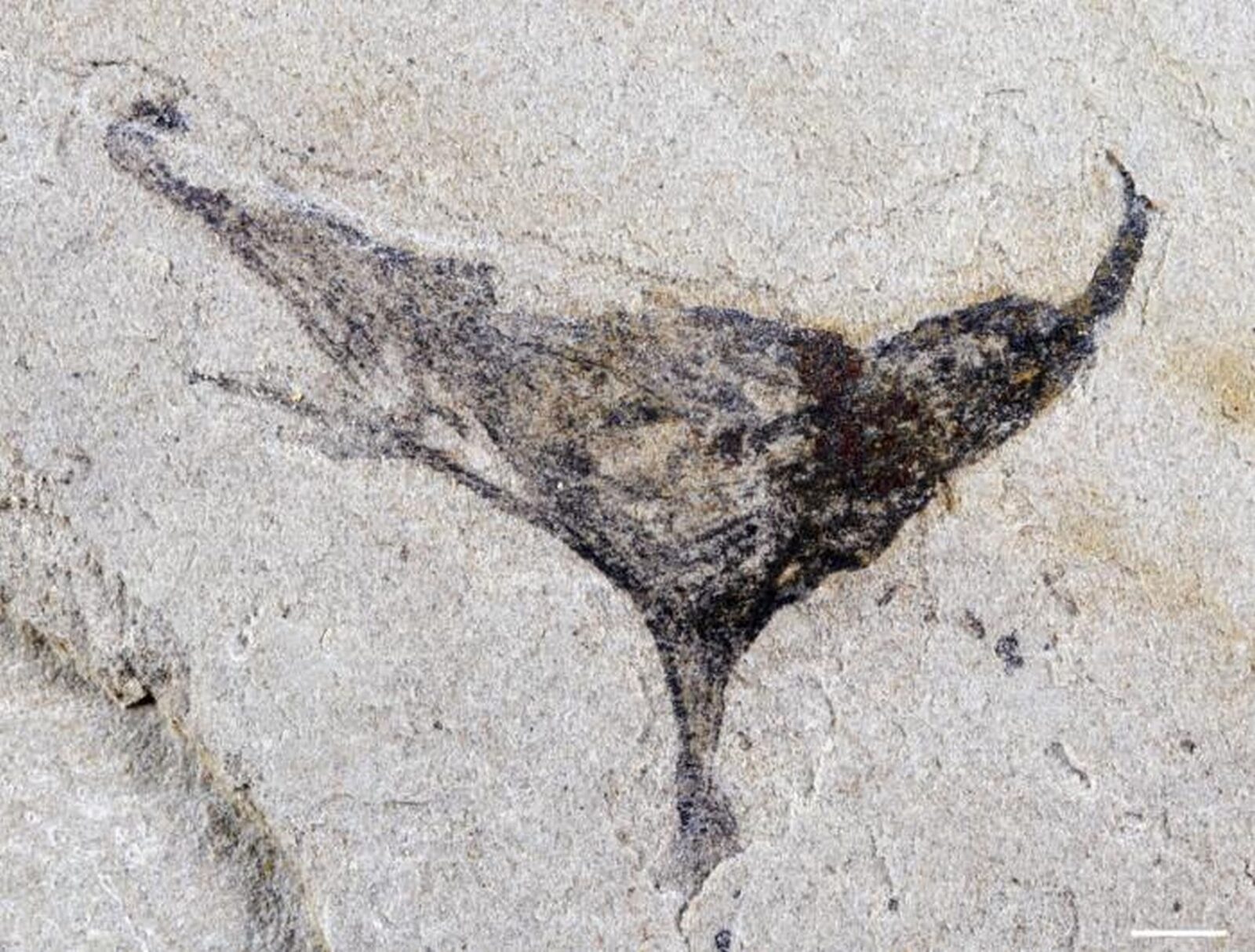 O minune a evoluției: Fosile uimitoare din China, mai vechi decât explozia cambriană