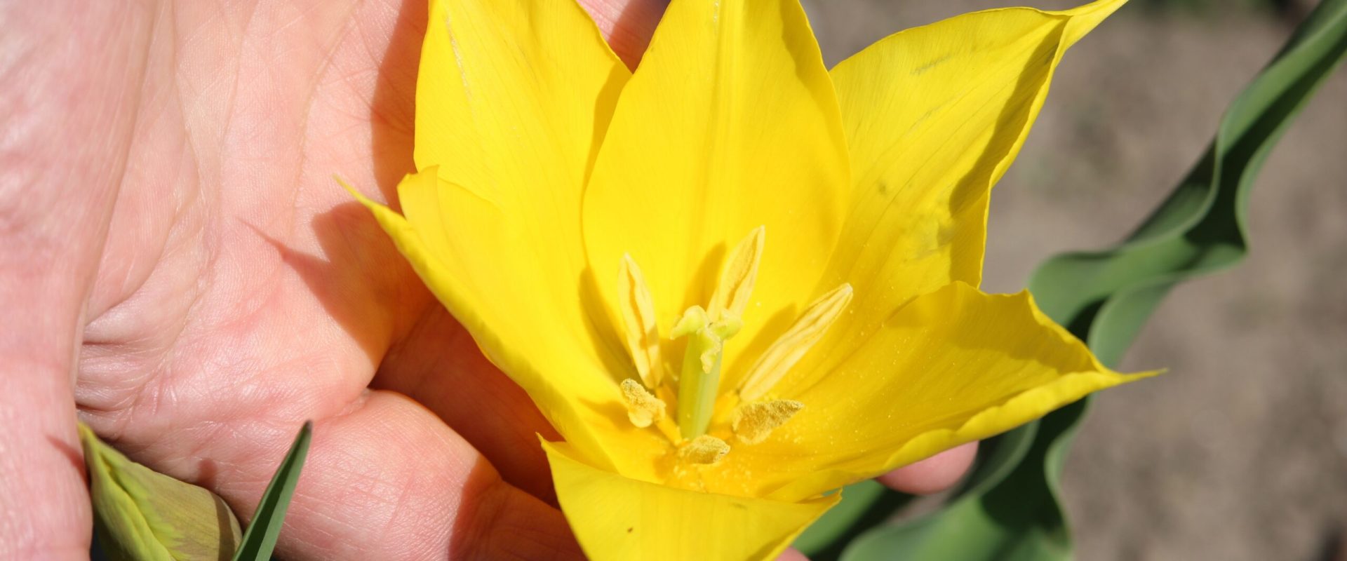 Floarea rară, din ce în ce mai prezentă la Cazanele Dunării