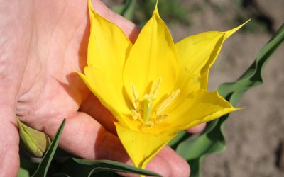 Floarea rară, din ce în ce mai prezentă la Cazanele Dunării