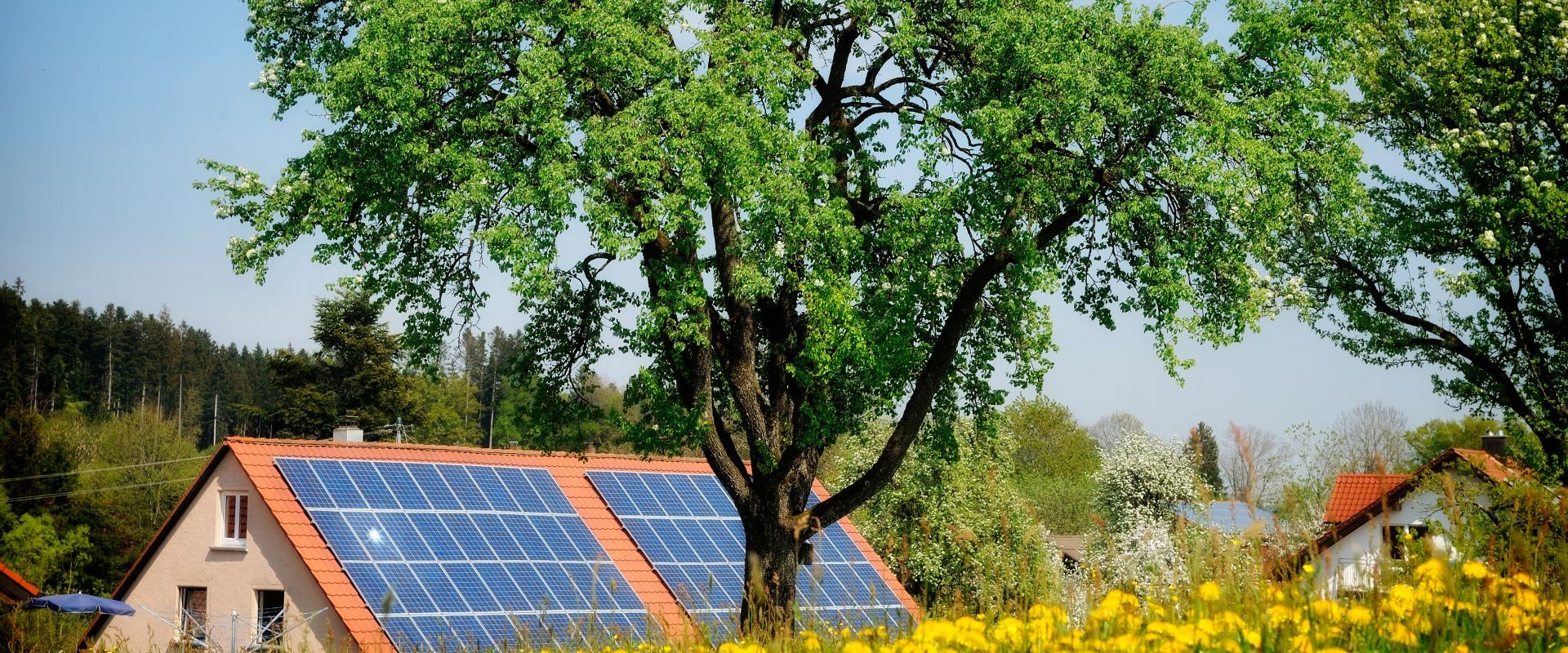 Inginerii inventează lemnul care produce energie solară și noaptea