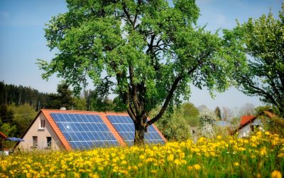 Inginerii inventează lemnul care produce energie solară și noaptea