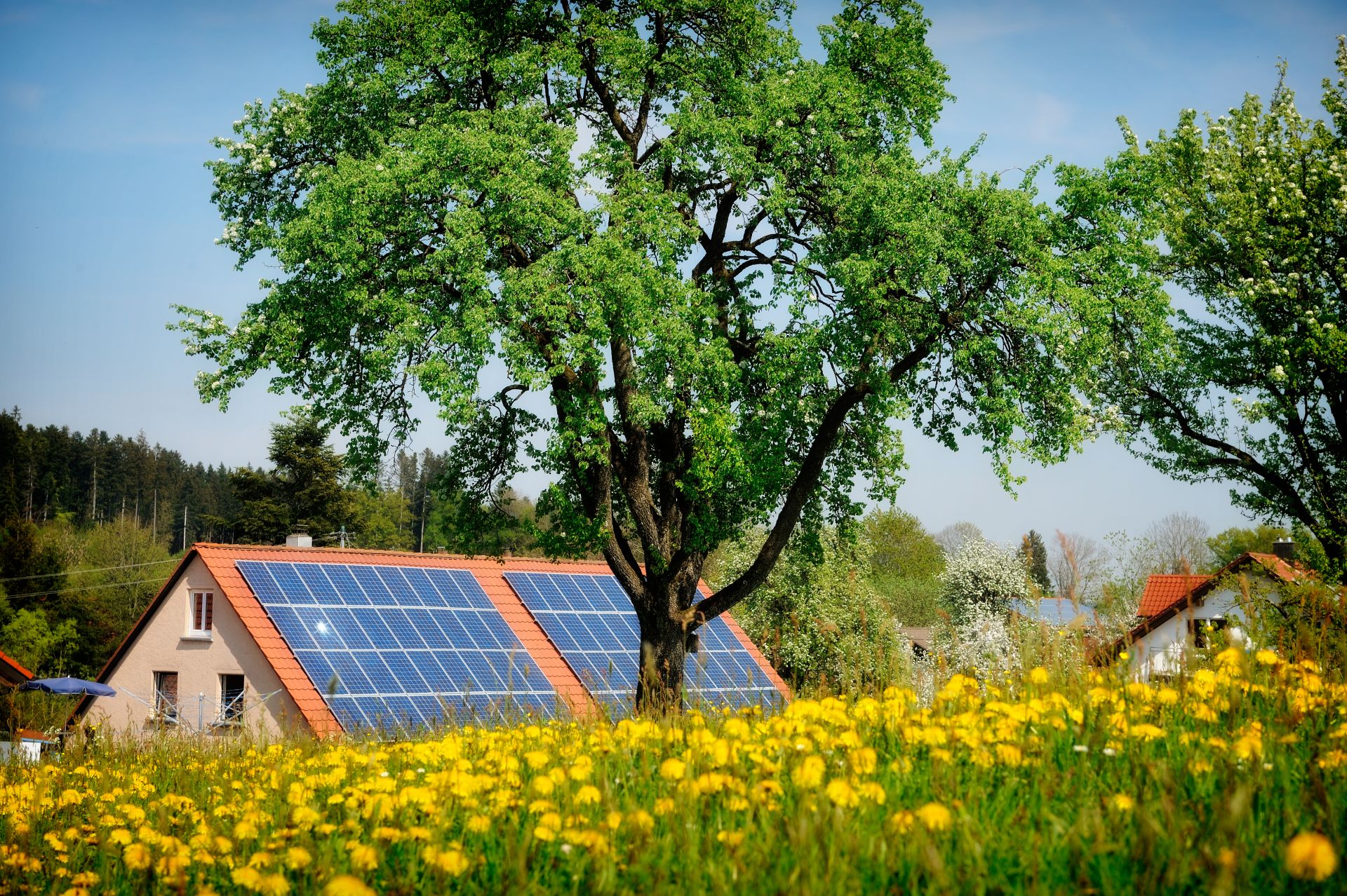 Inginerii inventează lemnul care produce energie solară și noaptea