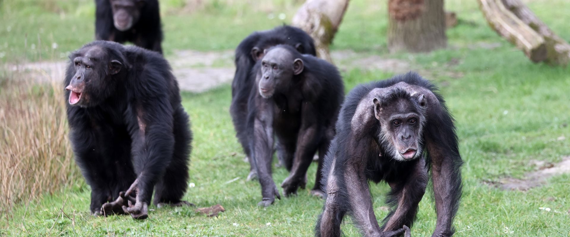 Cimpanzei sălbatici: Divizare neașteptată în 2018, fără împăcare