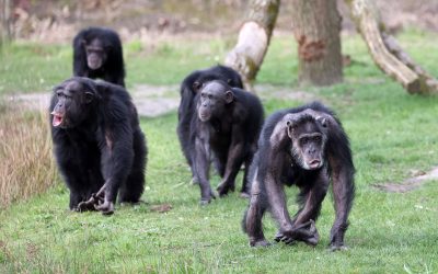 Cimpanzei sălbatici: Divizare neașteptată în 2018, fără împăcare