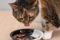 Cercetătorii spun: De ce pisicile iubesc mâncarea reîncălzită?