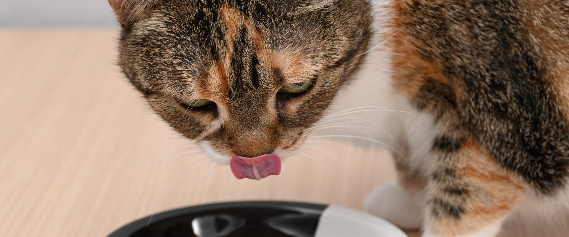 Cercetătorii spun: De ce pisicile iubesc mâncarea reîncălzită?