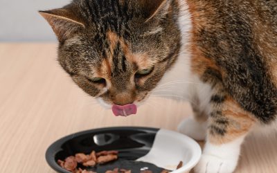 Cercetătorii spun: De ce pisicile iubesc mâncarea reîncălzită?