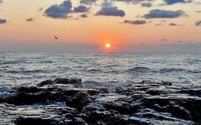 Virus ucigaș din fructe de mare: Boală cronică la oameni. Avertisment crucial