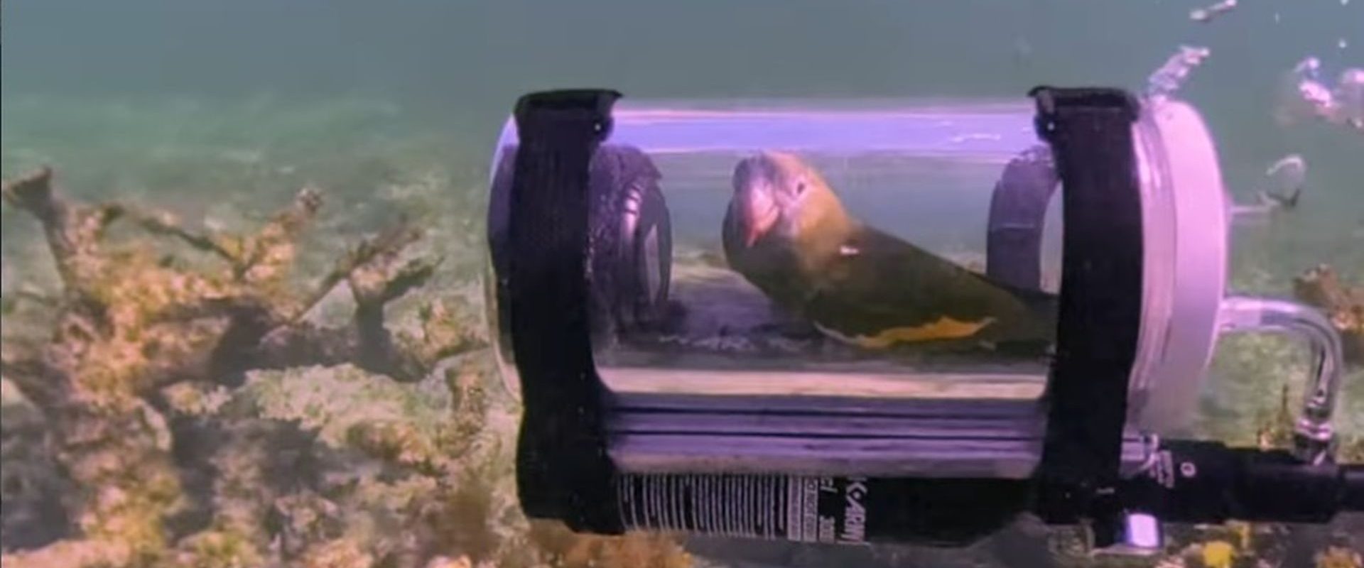 Bărbat din SUA, invenție genială: Submarin pentru papagal. Viața sub apă, o aventură