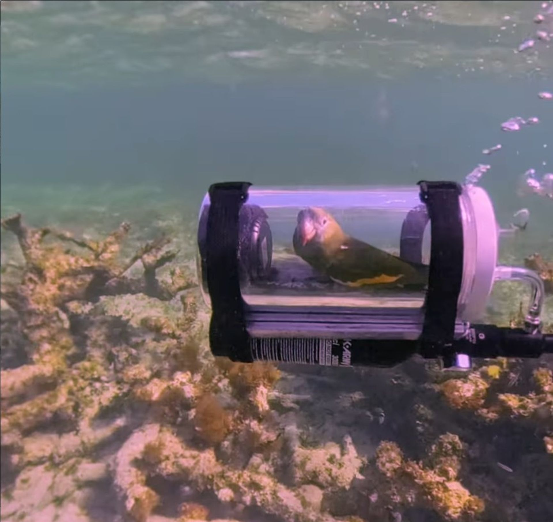 Bărbat din SUA, invenție genială: Submarin pentru papagal. Viața sub apă, o aventură