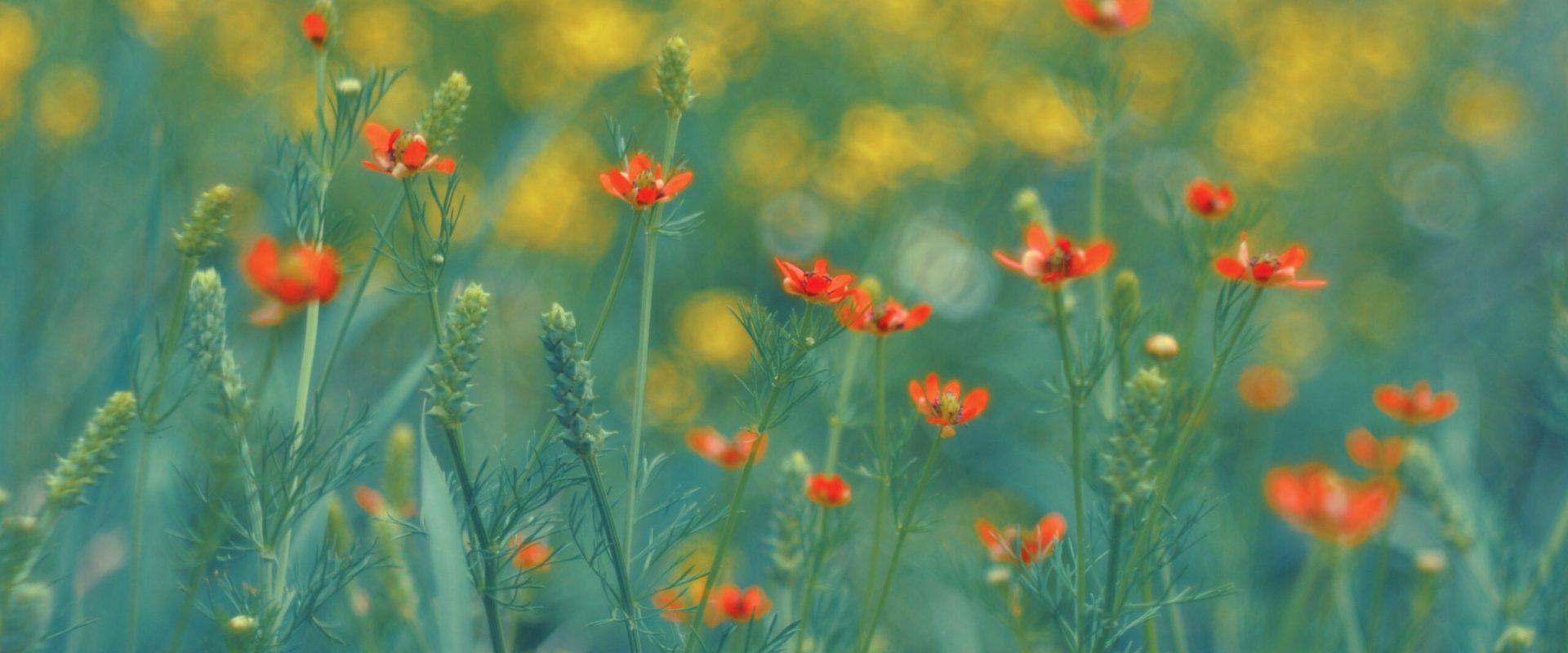 Vreme de 1 Mai: ANM anunță vești bune pentru români în România