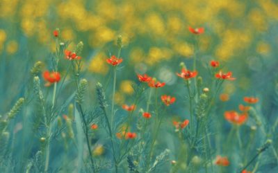 Vreme de 1 Mai: ANM anunță vești bune pentru români în România