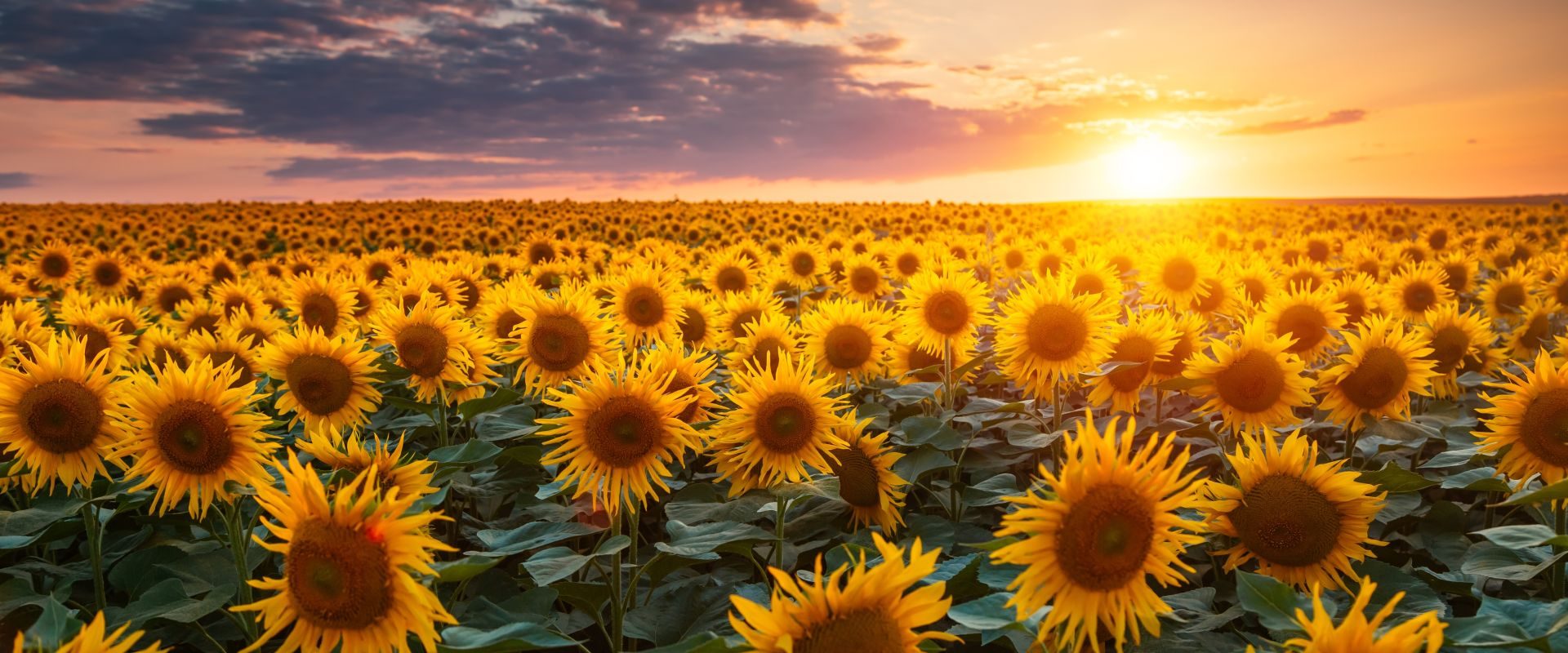 De ce au norii forme diverse? Test de cultură generală