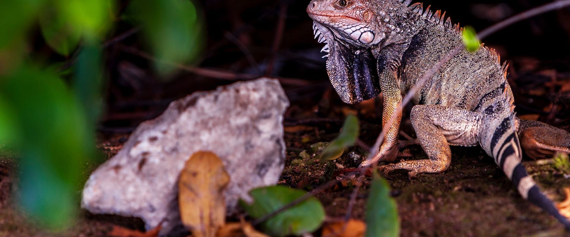 Cercetătorii, șoc: Ochii vertebratelor, un singur ochi ancestral?