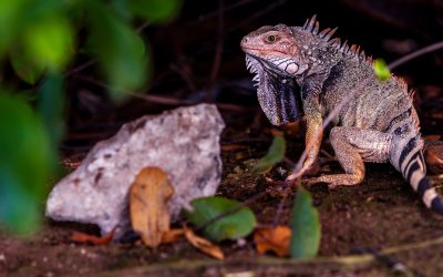 Cercetătorii, șoc: Ochii vertebratelor, un singur ochi ancestral?