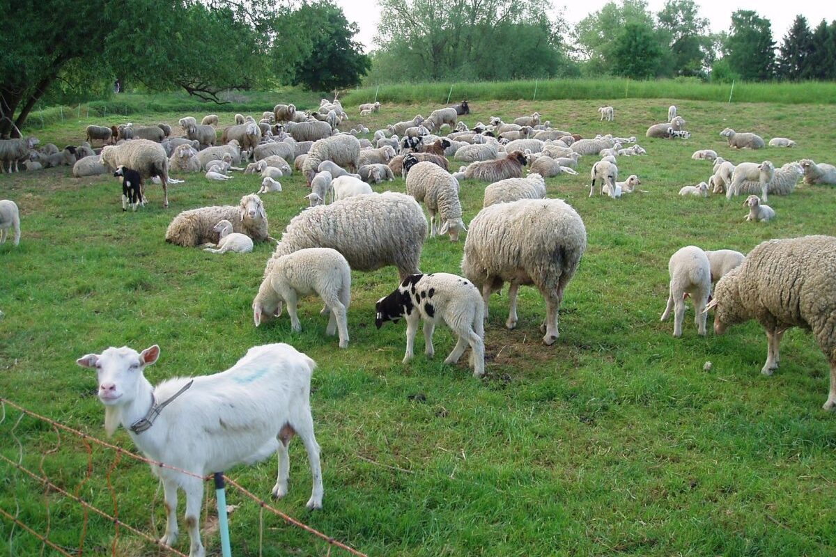 Caz șocant în Franța: Un zoofil în serie, prins după ani de teroare