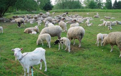 Caz șocant în Franța: Un zoofil în serie, prins după ani de teroare