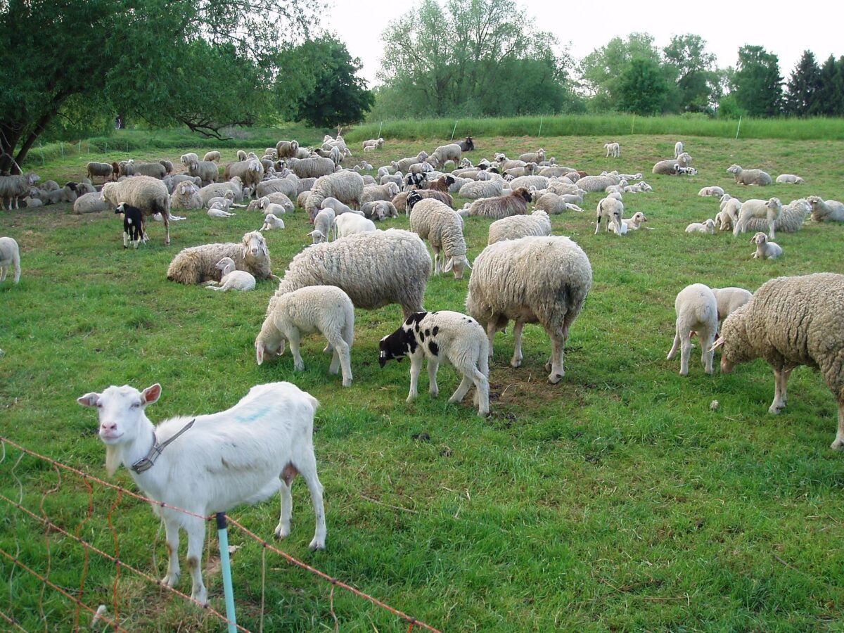 Zoofil în serie prins în Franța: Detalii șocante despre crimă