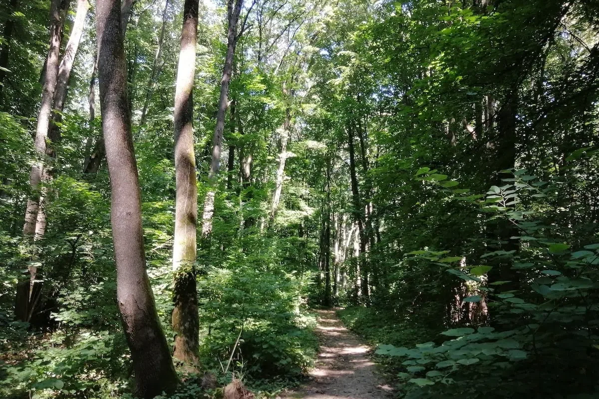 Nouă specie de miriapod, „Dragonul de Băneasa”, în pădurea Capitalei