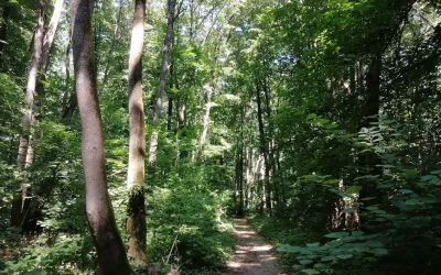 Nouă specie de miriapod, „Dragonul de Băneasa”, în pădurea Capitalei