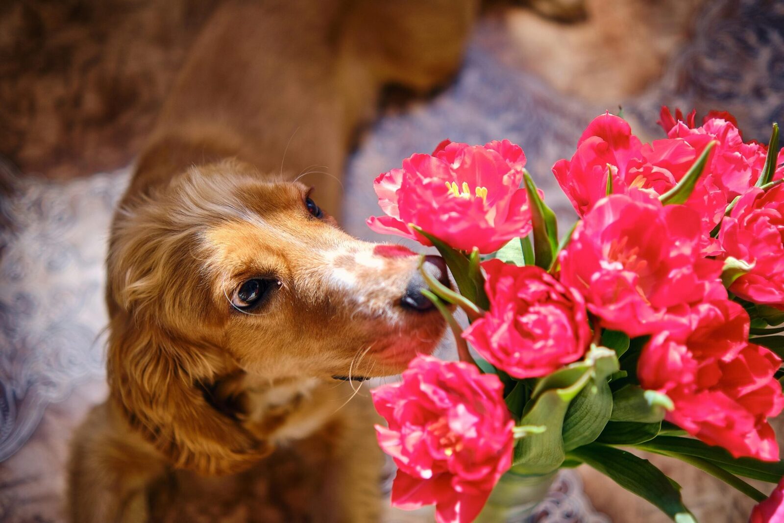 Florii cu animale de companie: Ce flori sunt sigure pentru sărbătoriți
