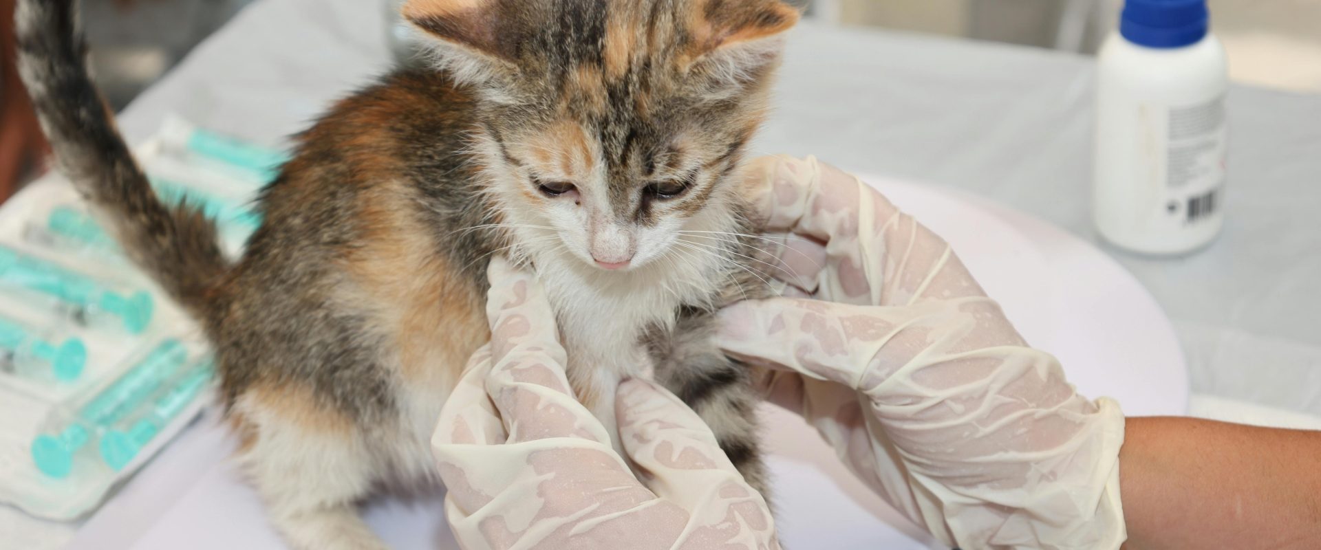 Agenția Europeană dă undă verde primului vaccin veterinar ARN din UE