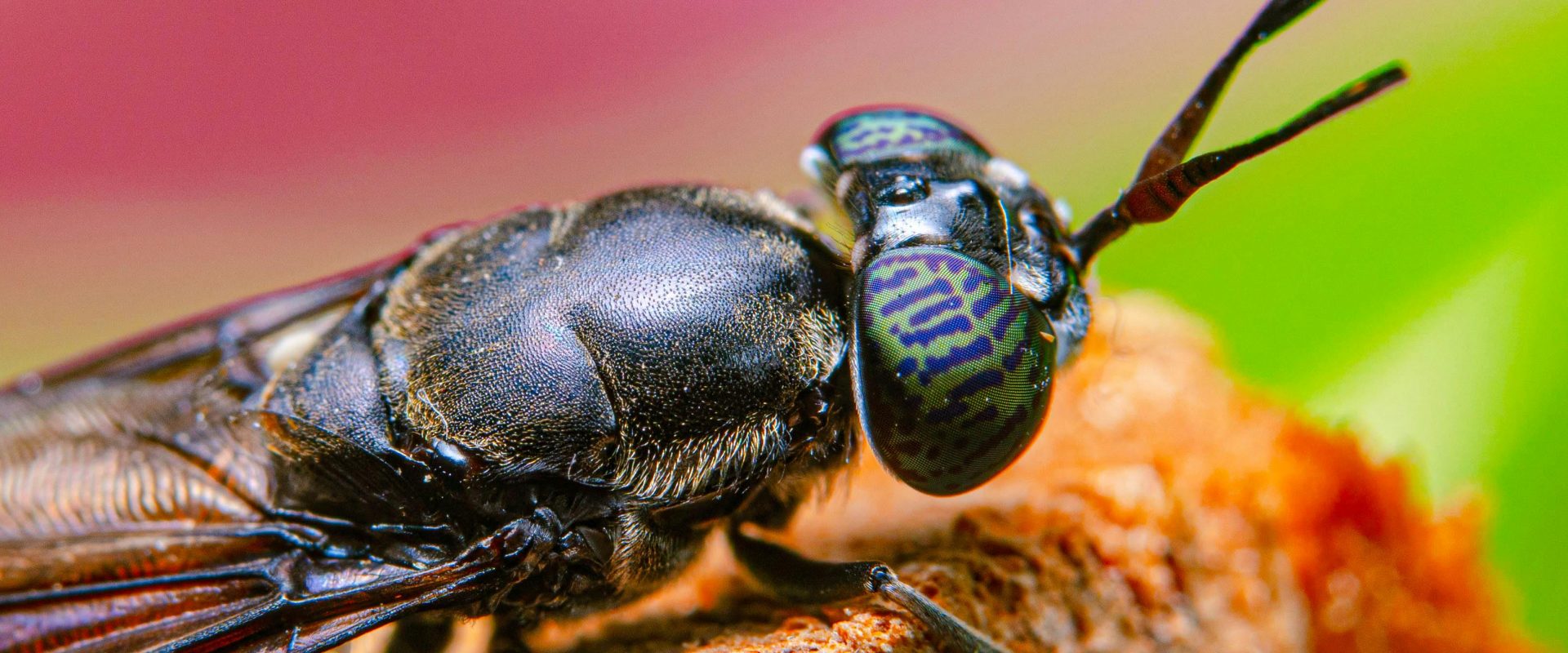 Un proiect UE ajunge la producția industrială: Hub european pentru muște negre