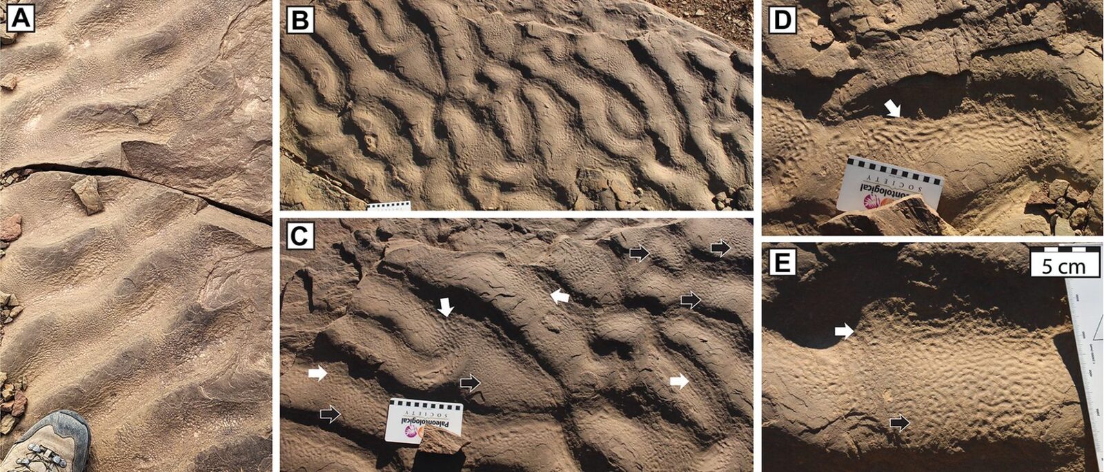 Roci misterioase cu „piele de elefant”: Ce au aflat cercetătorii