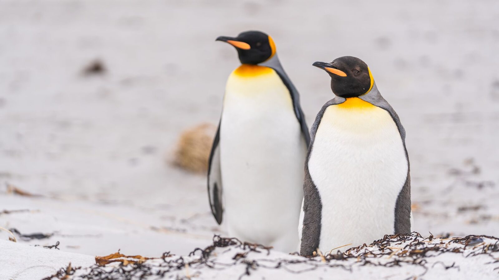 Pinguinii cu festin nelimitat, prinși într-o enigmă tulburătoare