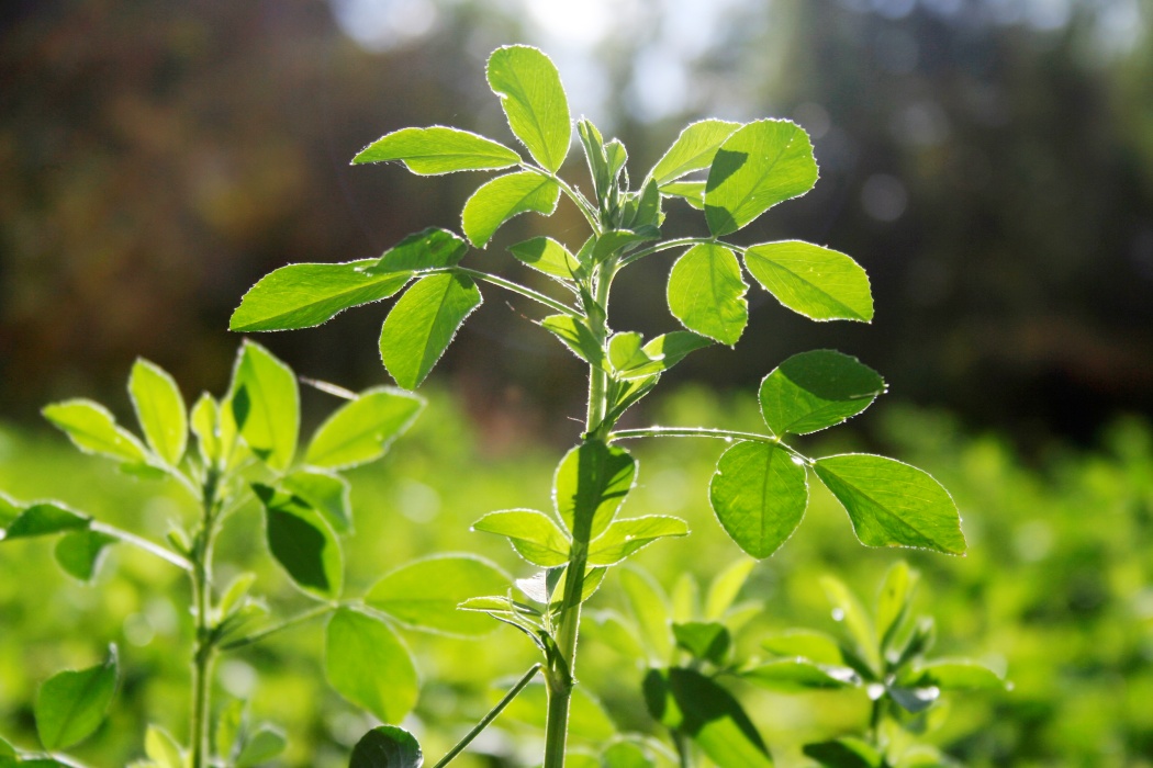 Aurul verde al Romei antice: Planta lui Iulius Cezar, dispărută misterios