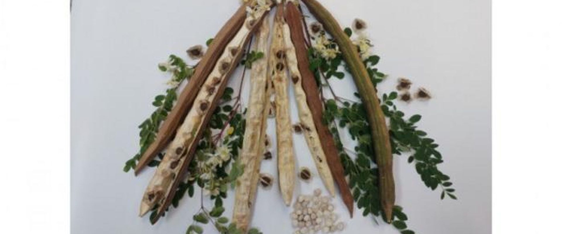 Brazilia: O plantă minune curăță apa de microplastice, anunță specialiștii