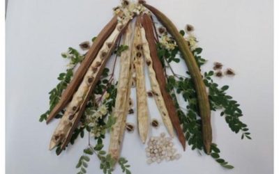 Brazilia: O plantă minune curăță apa de microplastice, anunță specialiștii