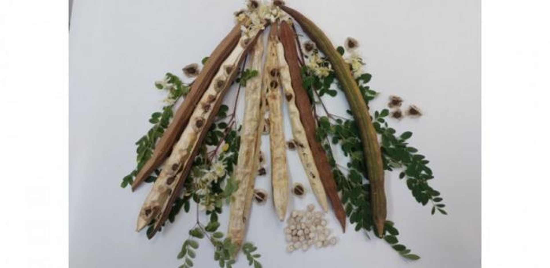 Plantă din BRAZILIA, arma secretă împotriva microplasticelor din apă