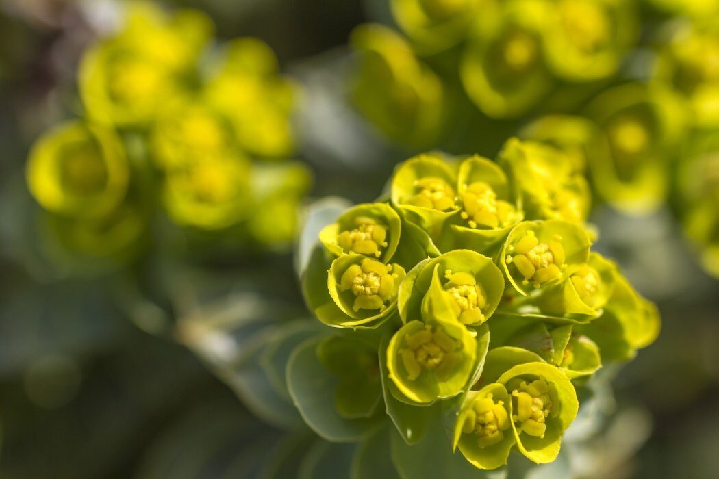 Euphorbia, bijuteria grădinii tale: Secretele „coroniței lui hristos”