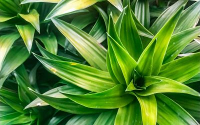 Cum salvăm plantele de apartament: Trucul simplu care funcționează!