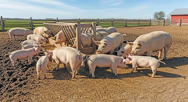 Bistrița-Năsăud: Județul porumbului uriaș, fără nicio fermă de porci