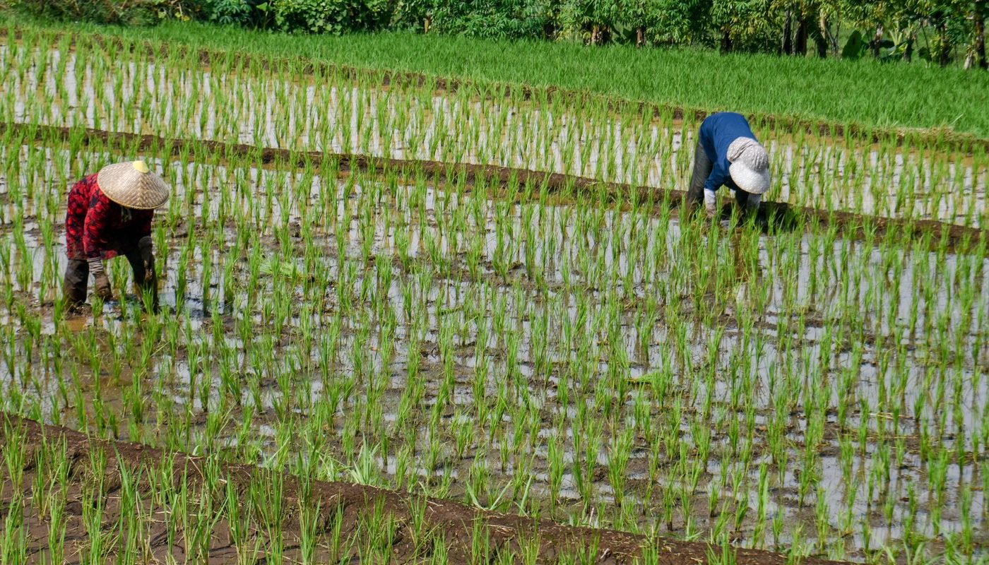 Criza din Iran lovește: Prețul combustibililor urcă și pune-n pericol orezul asiatic