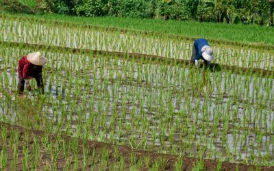 Criza din Iran lovește: Prețul combustibililor urcă și pune-n pericol orezul asiatic