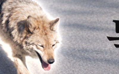 Lupul fugar din Coreea de Sud, monedă virtuală și spaima președintelui