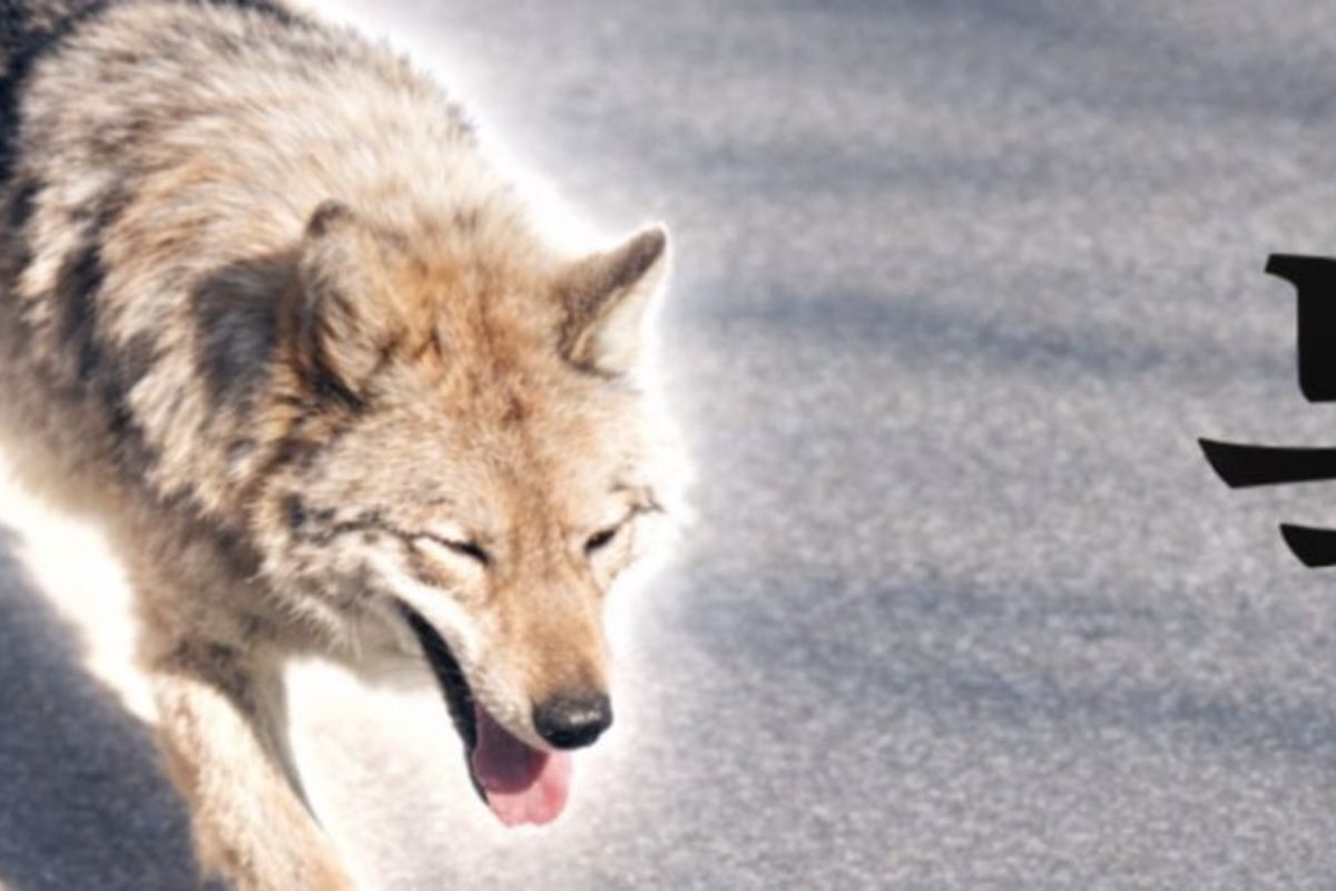 Lupul fugar din Coreea de Sud, monedă virtuală și spaima președintelui