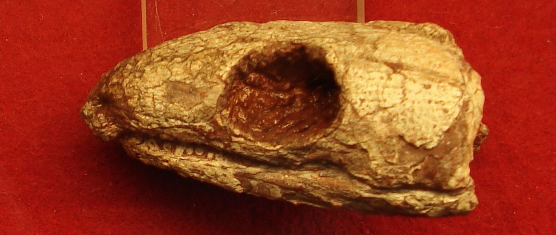 O reptilă antică, sursă de inspirație: Cum respirăm astăzi