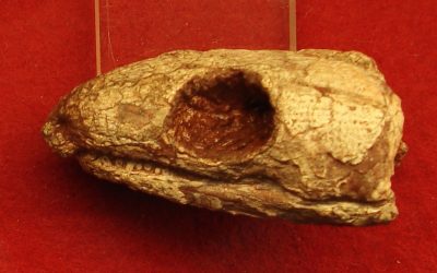 O reptilă antică, sursă de inspirație: Cum respirăm astăzi