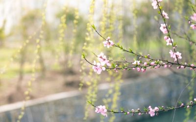 Meteo de Paște în București: 17 grade și înnorări temporare